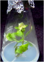 セイヨウナシのin vitro開花の写真
