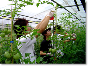 農業生産科学部門の実習風景