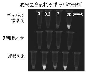 お米に含まれるギャバの分析の図