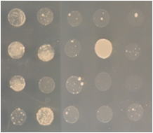 ヒ素を含む培地でも元気に生育する酵母の写真
