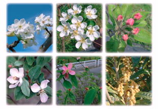 バラ科果樹の多様な花序形態の写真