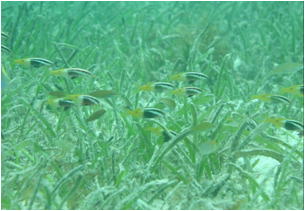 海草藻場潜水調査で観察された各種の稚魚（竹富島）の写真