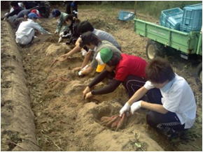 農場実習でのサツマイモ収穫の様子の写真