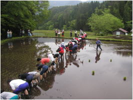 でんでん村の田植えの写真