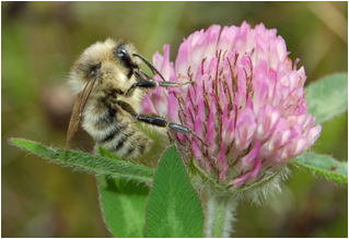 アカクローバーに訪花するマルハナバチの一種の写真