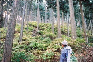 吉野林業地の90年生スギ人工林と間伐選木の熟練技術者の写真