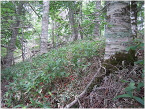 北海道の天然林の下層植生の写真