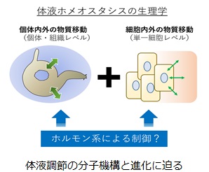 体液調節の分子機構と進化に迫る