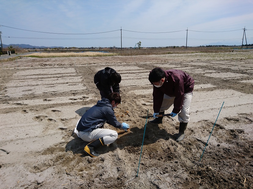 砂丘未熟土への海藻肥料の利用