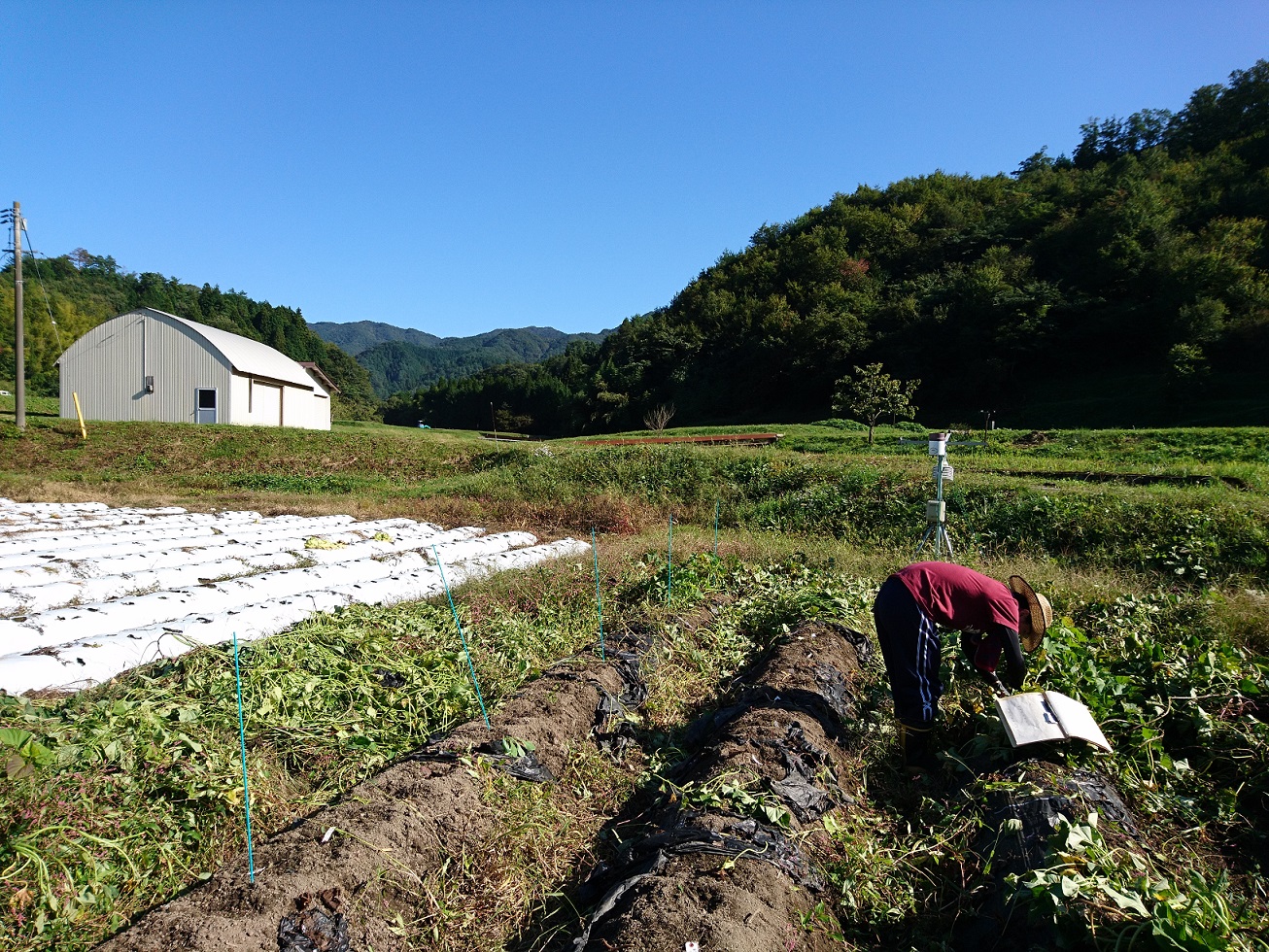 中標高地でのサツマイモの高品質栽培