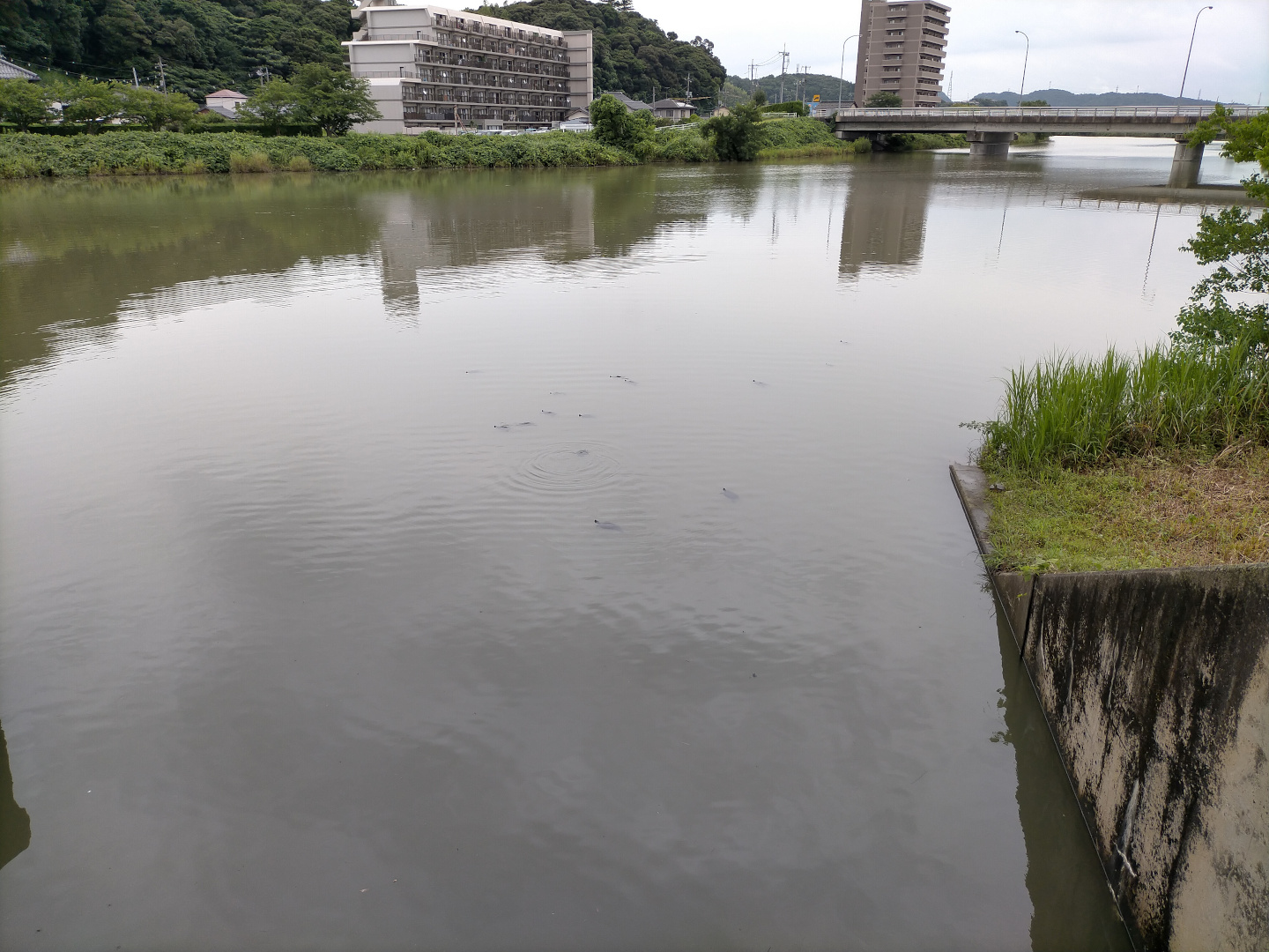 島根大学の近くを流れる朝酌川の写真
