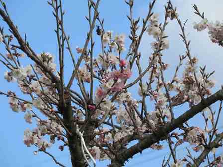 本庄総合農場・十六日桜1.jpg