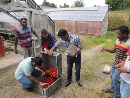 養液栽培トマトの収穫.jpg