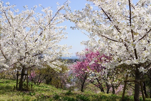 本庄総合農場のサクラ遺伝資源.jpg
